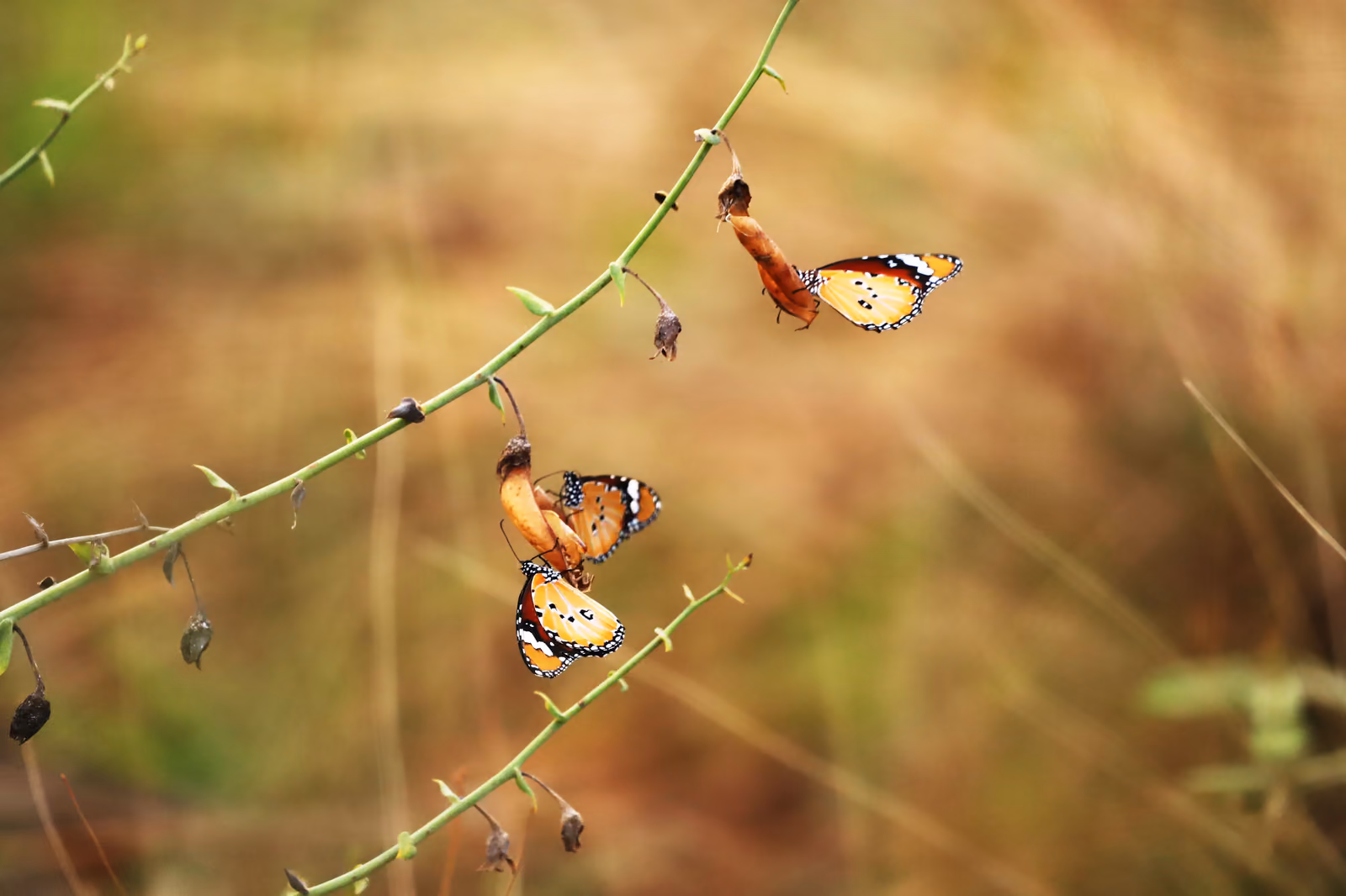 Orange butterflies resting on a slender stem against soft golden grass